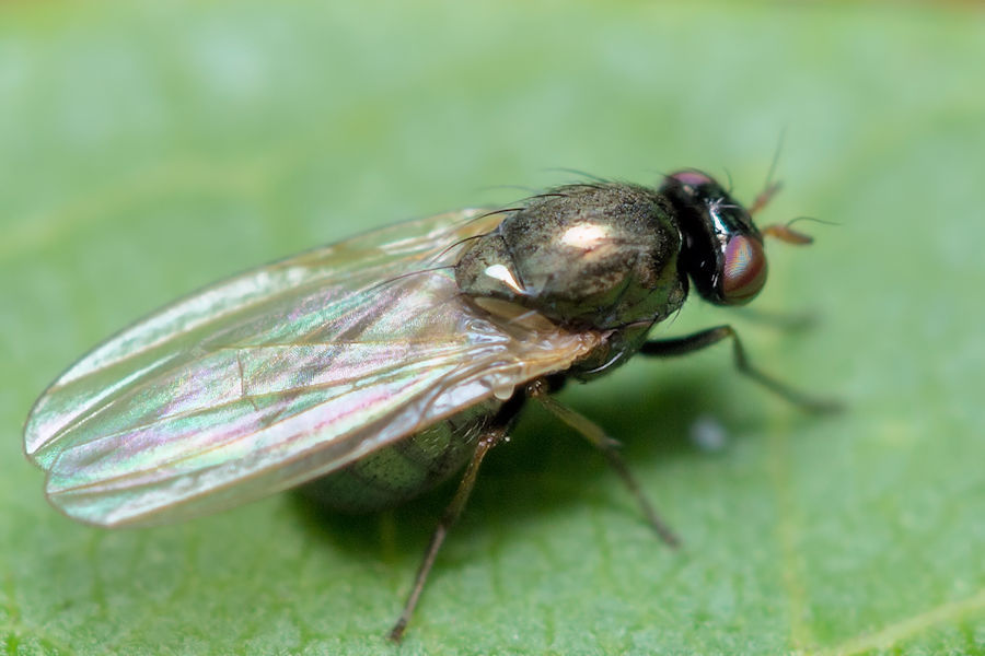 kleine Fliege