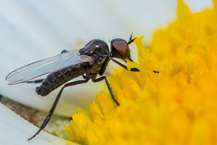 kleine Fliege auf einer Margerite