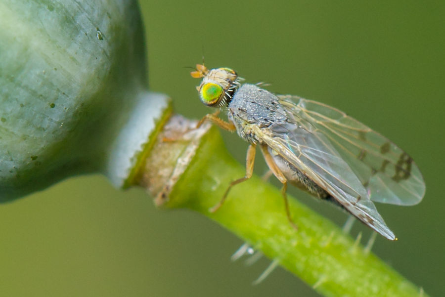 sehr kleine Fliege