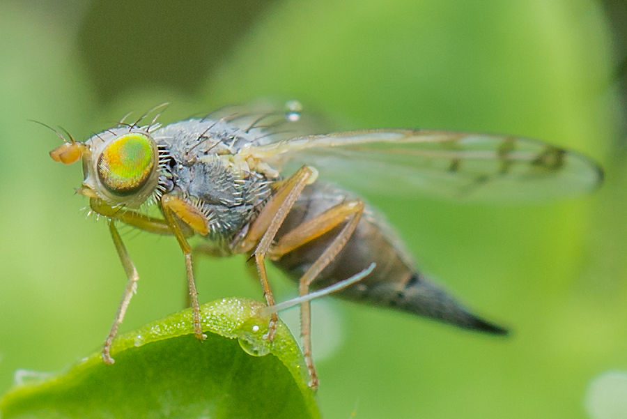 sehr kleine Fliege