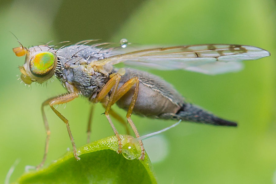 sehr kleine Fliege