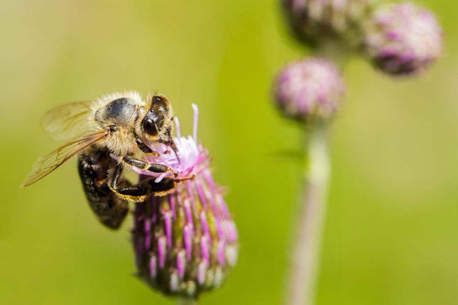 Biene auf einer Distelblüte