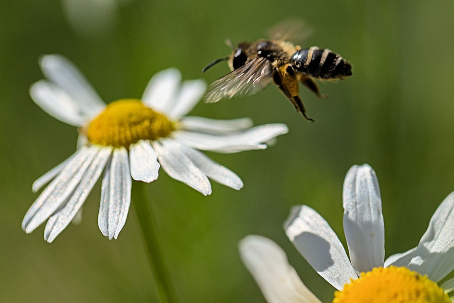 Biene im Flug