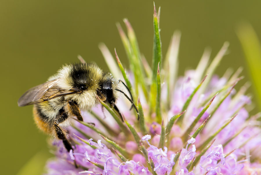 Biene und Wilde Karde