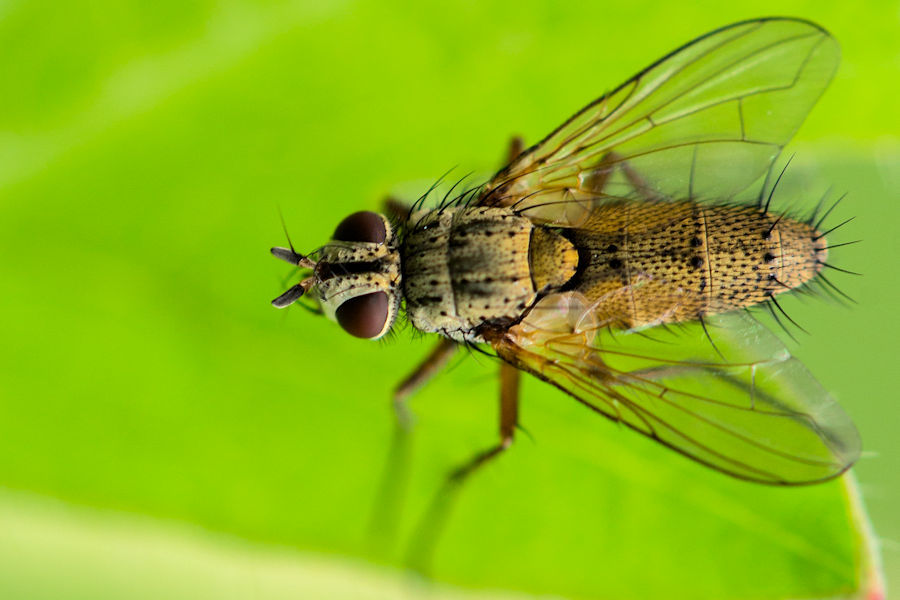 Fliege