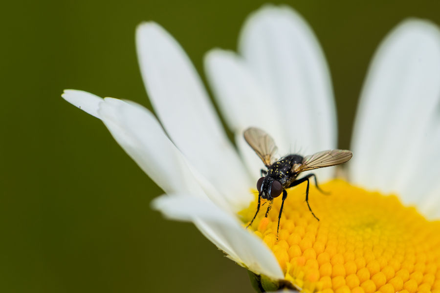 Fliege auf einer Margerite