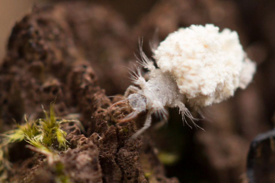 Florfliegen Larve