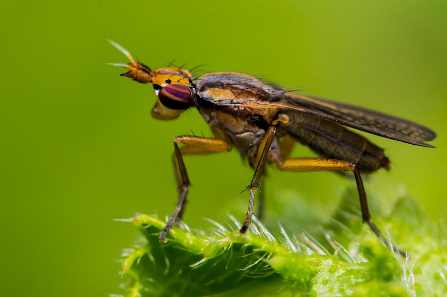 Hornfliege