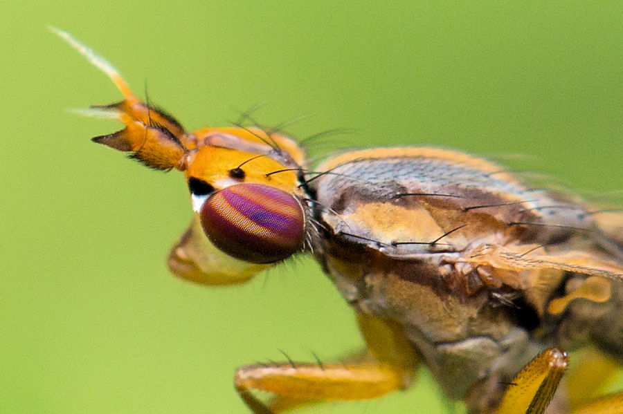 Hornfliege