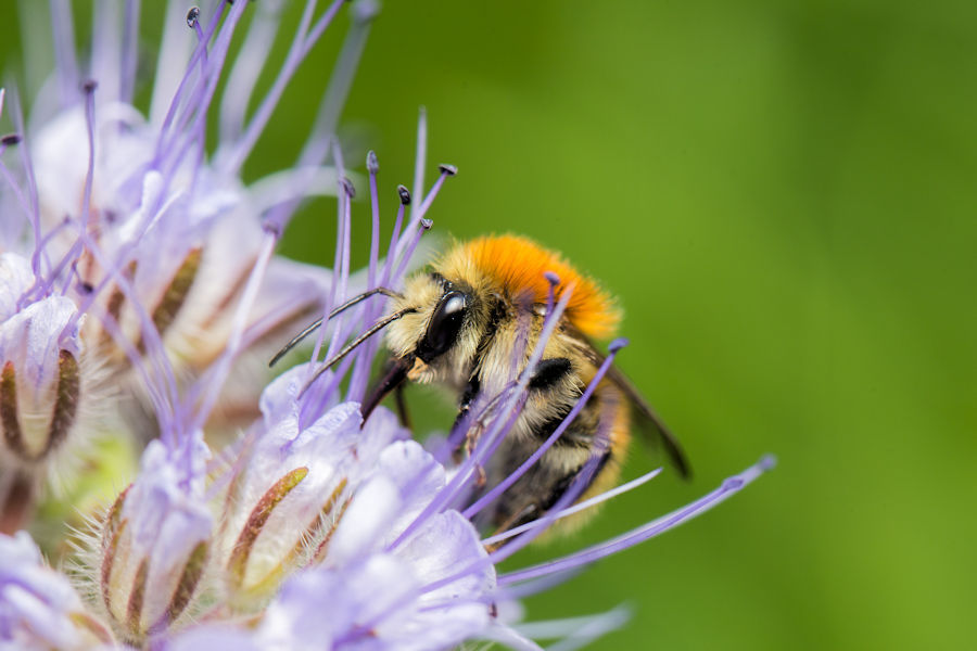 Hummel