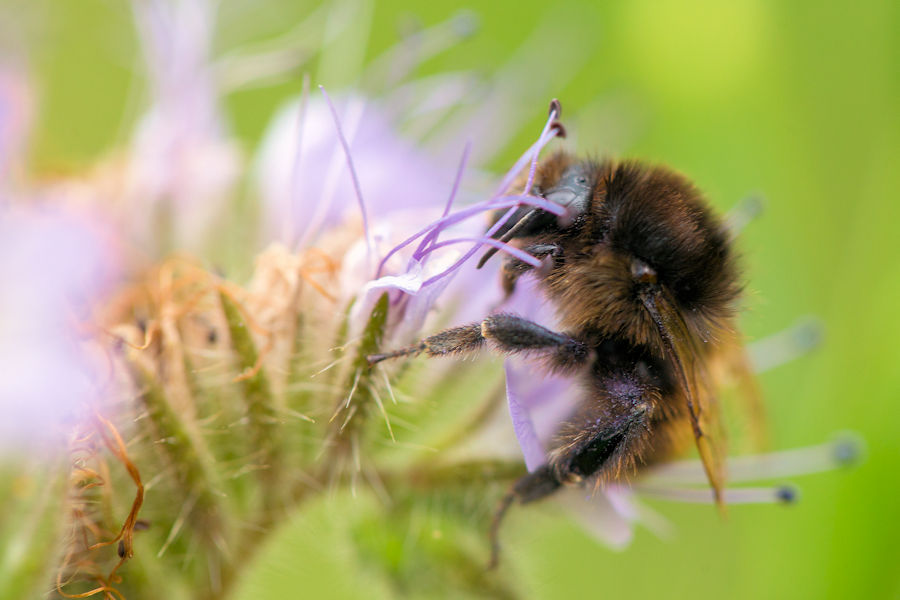 Hummel