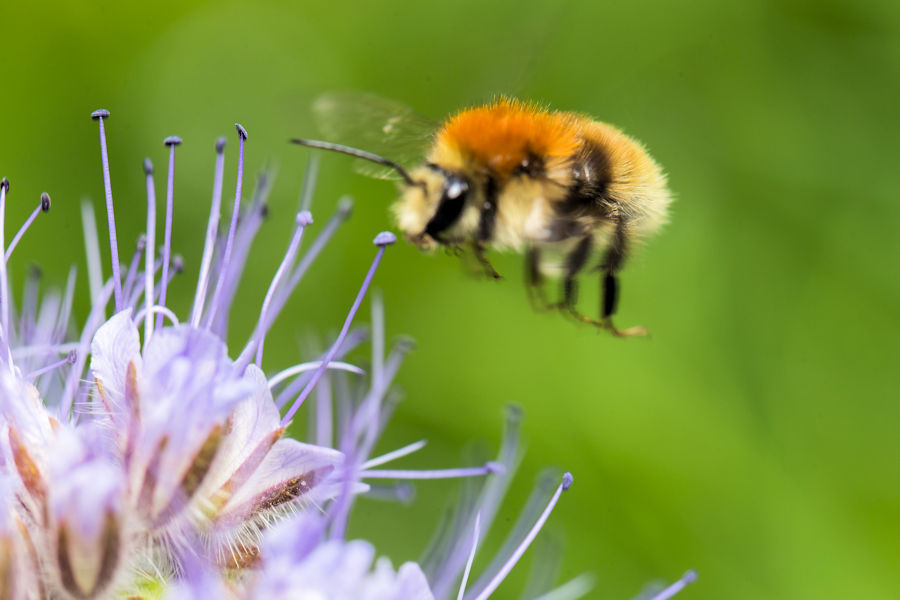 Hummel im Anflug