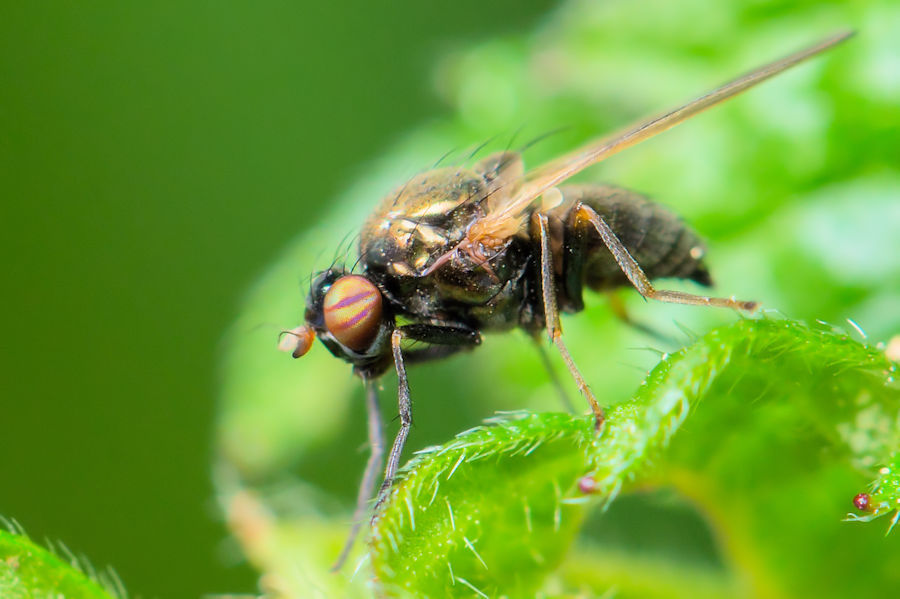 Kleine Fliege