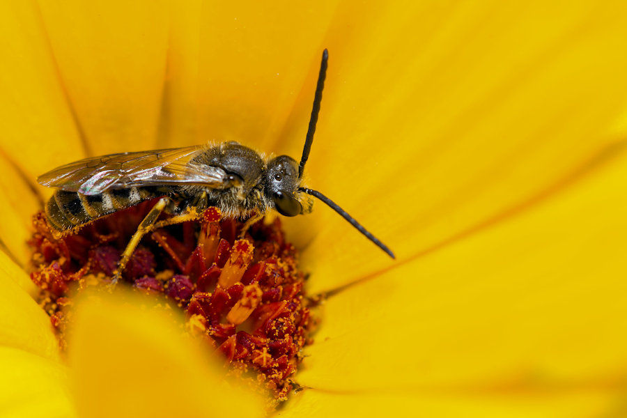 Ringelblumenblüte mit Besucher