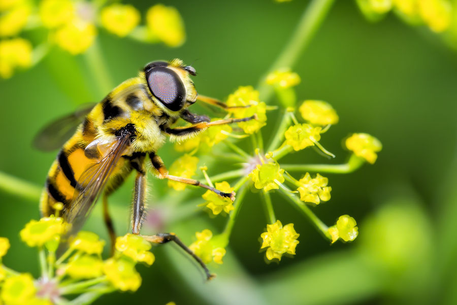 Schwebefliege