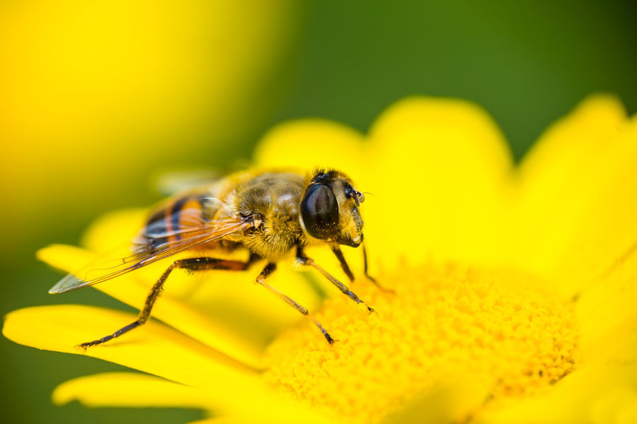 Schwebefliege