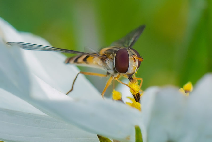 Schwebefliege