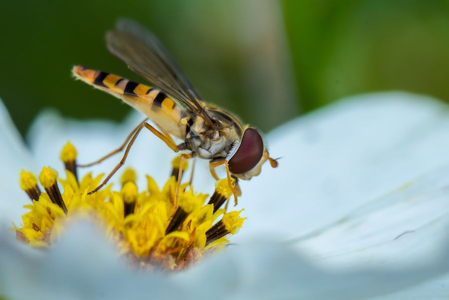 Schwebefliege