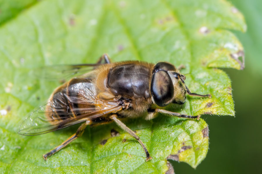 Schwebefliege