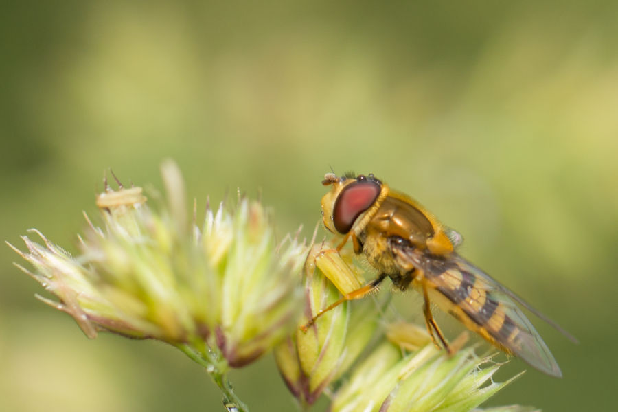 Schwebefliege