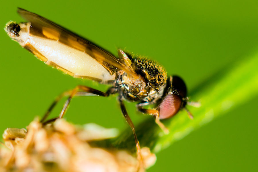Schwebefliege