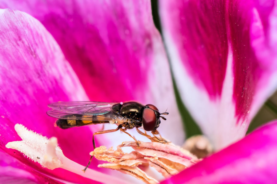 Schwebefliege