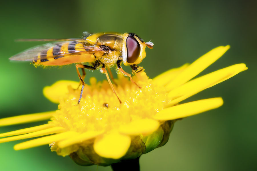 Schwebefliege auf einer Goldblume