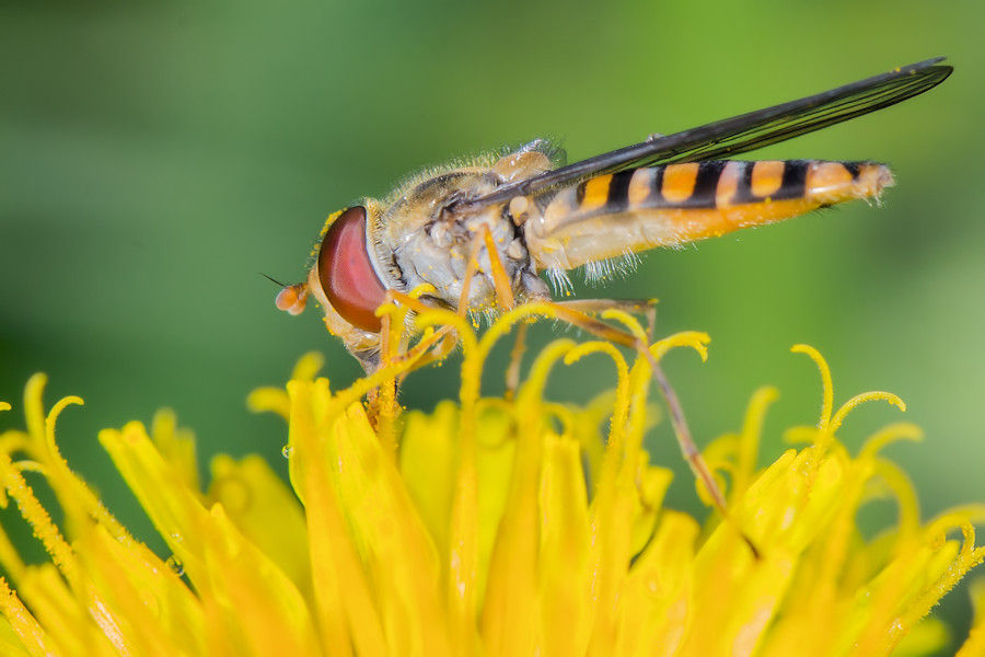 Schwebefliege auf einer Löwenzahnblüte