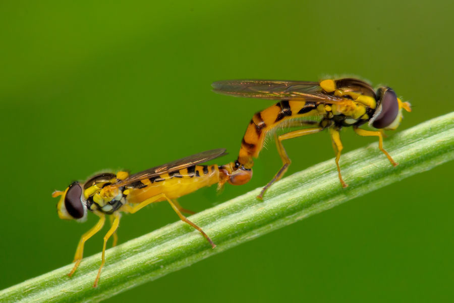Schwebefliegen bei der Paarung