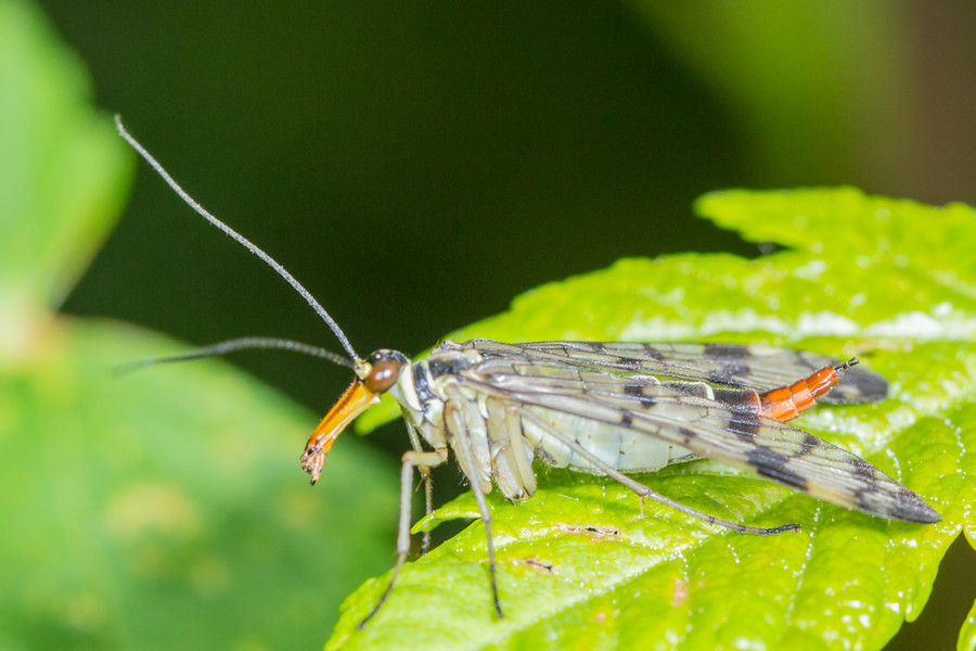 Skorpionsfliege