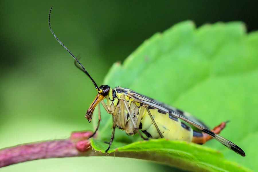 Skorpionsfliege
