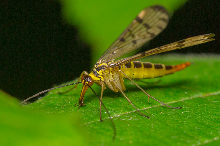 Skorpionsfliege