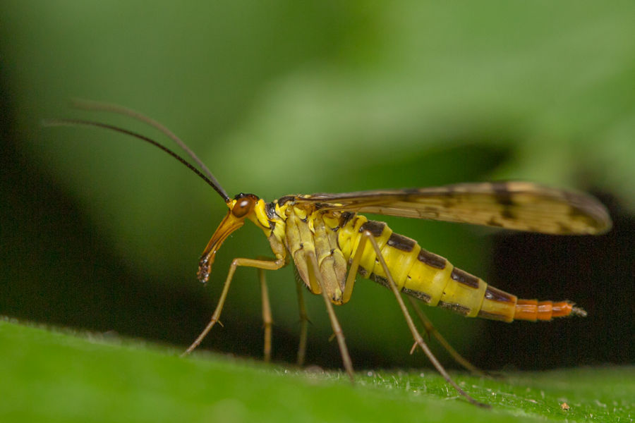 Skorpionsfliege