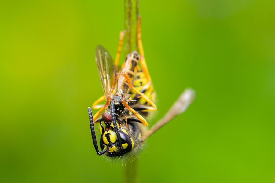 Wespe verspeist eine Schwebefliege