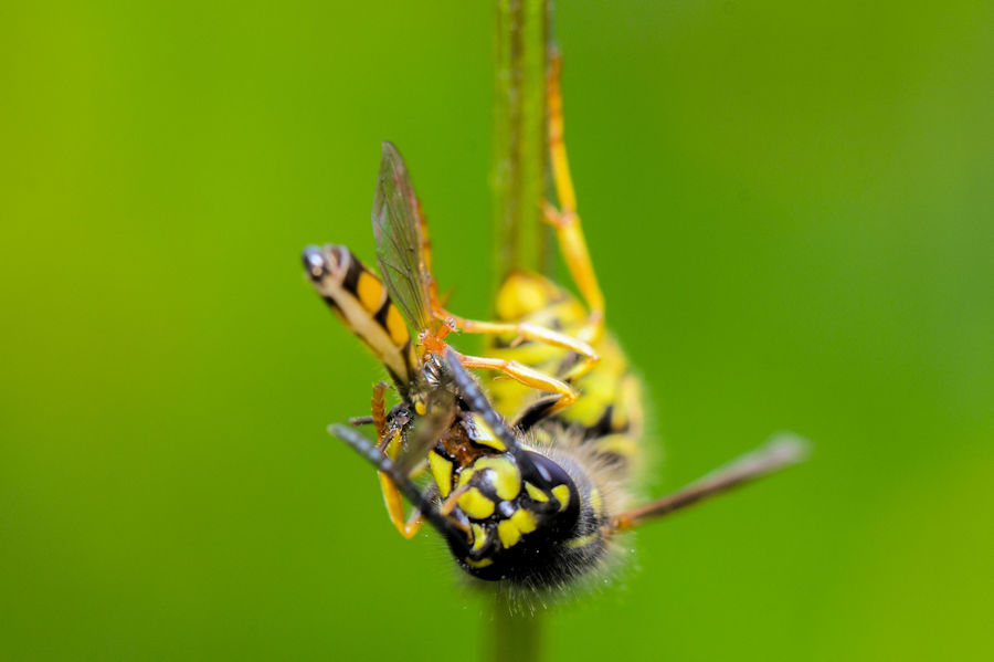 Wespe verspeist eine Schwebefliege