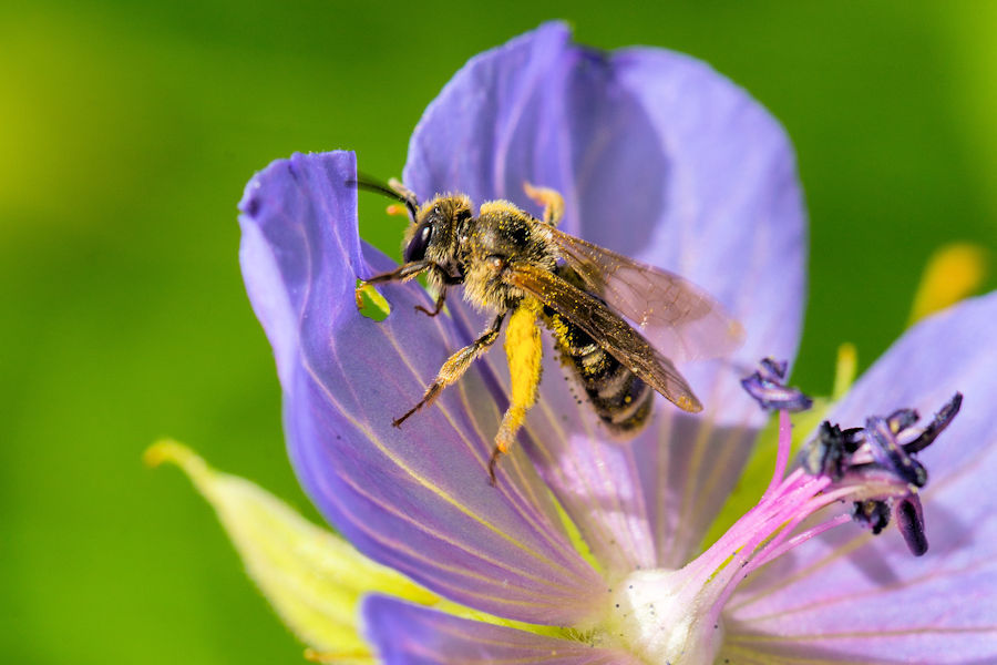 fleissige Biene