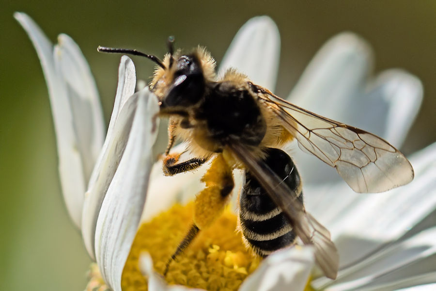 fleissige Biene auf einer Margerite