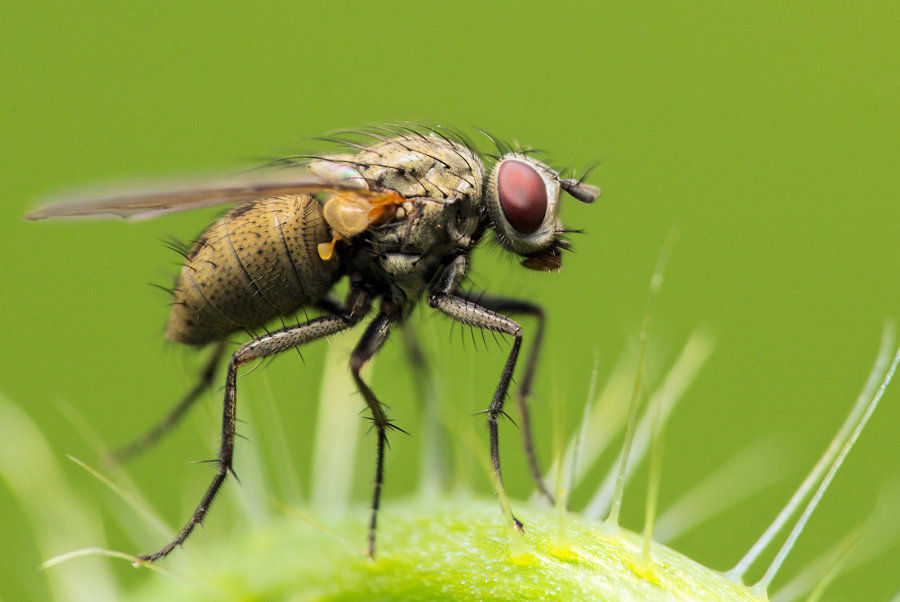 kleine Fliege stack aus zwei einzelfotos