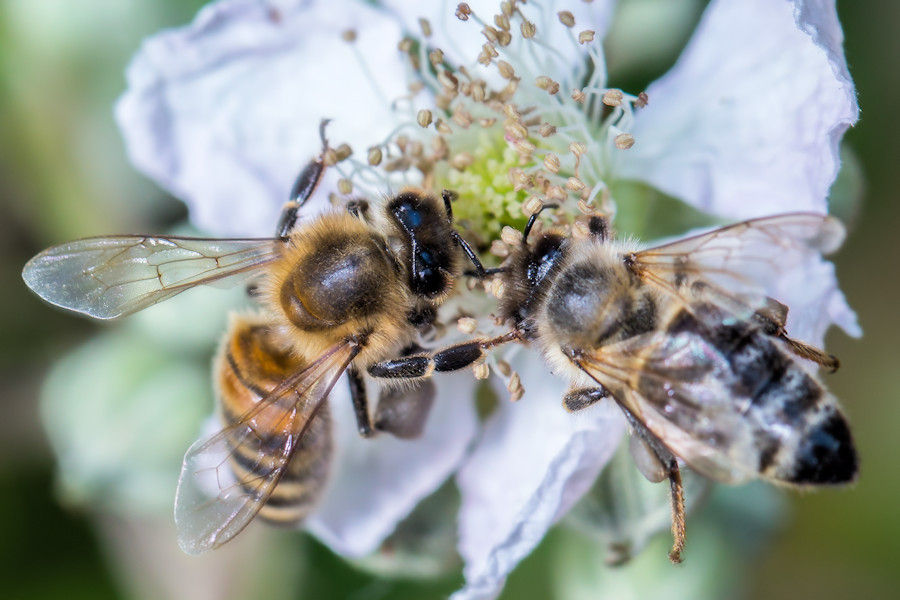 zwei Bienen