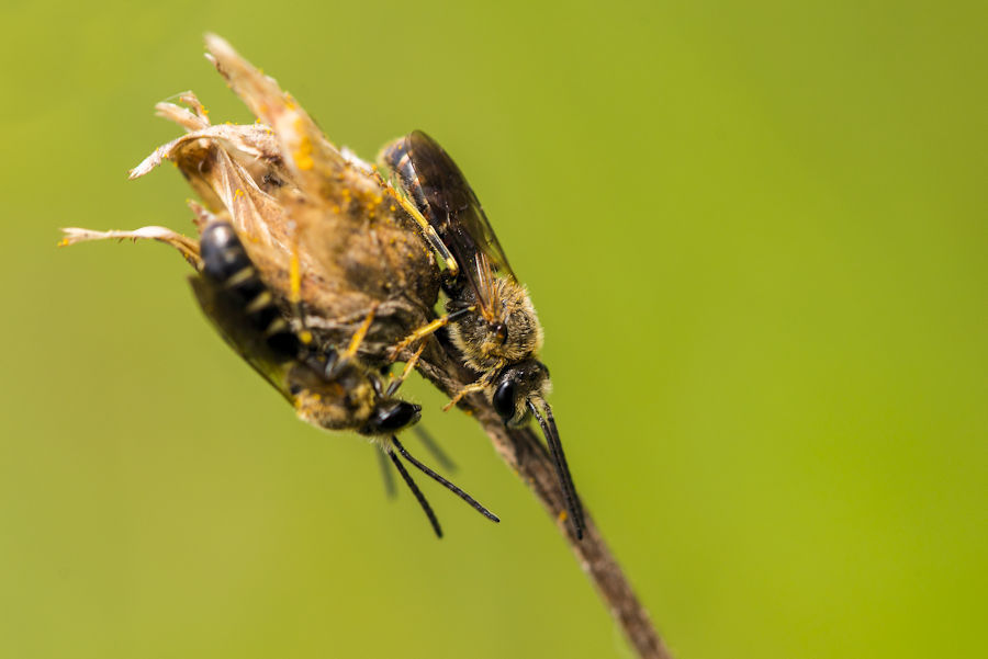 zwei Wildbienen
