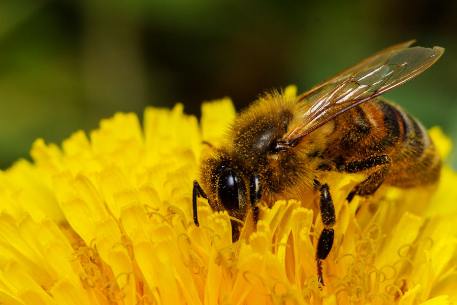 Biene an einer Löwenzahnblüte