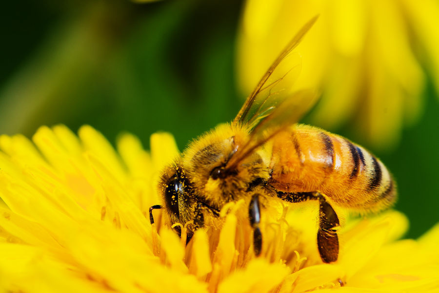 Biene auf einer Löwenzahnblüte