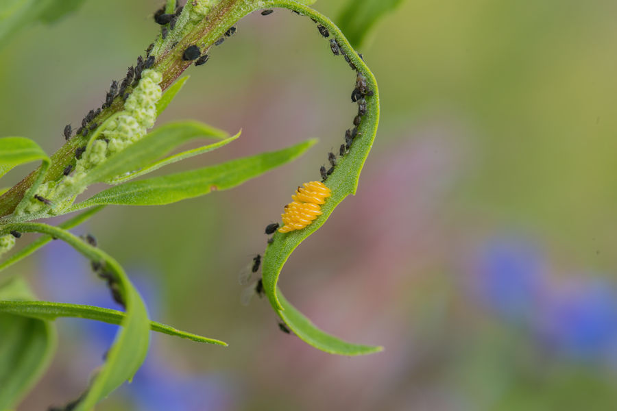 Eier von Insekten auf einer Blattunterseite
