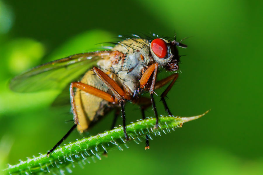 Fliege