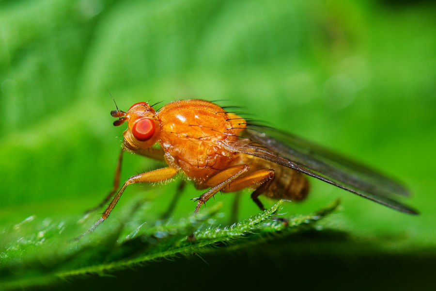 Fliege