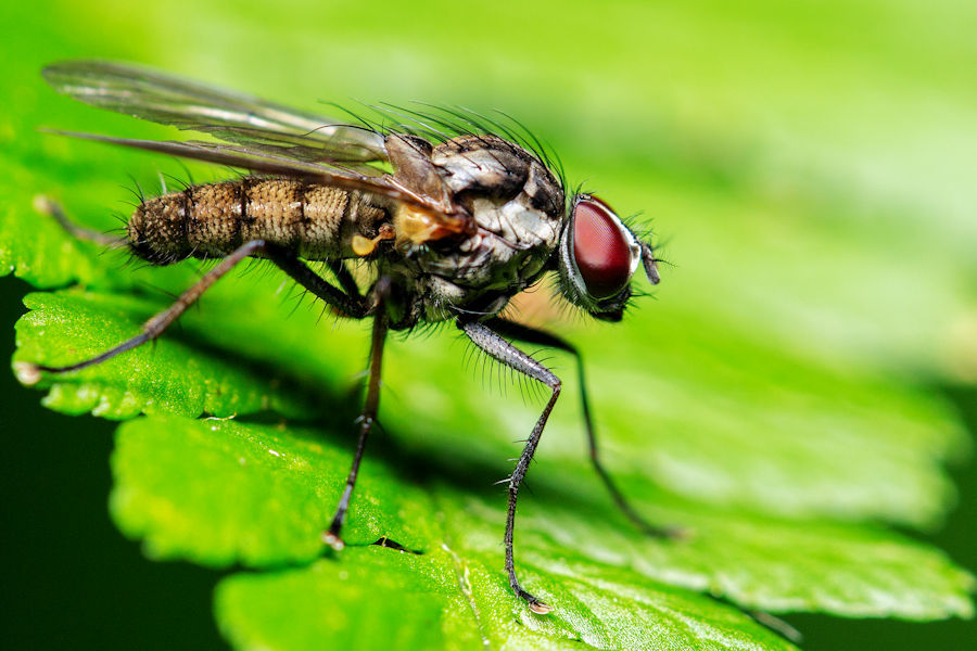 Fliege