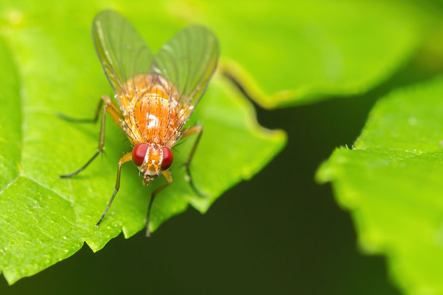 Fliege