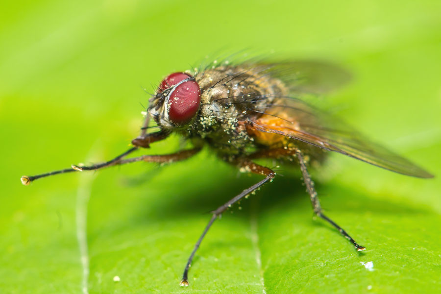 Fliege