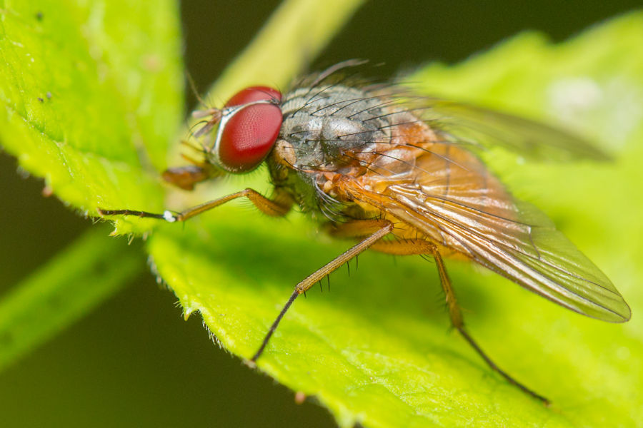 Fliege
