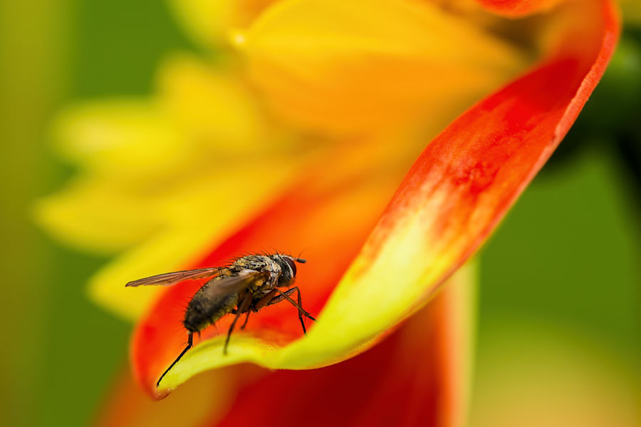 Fliege